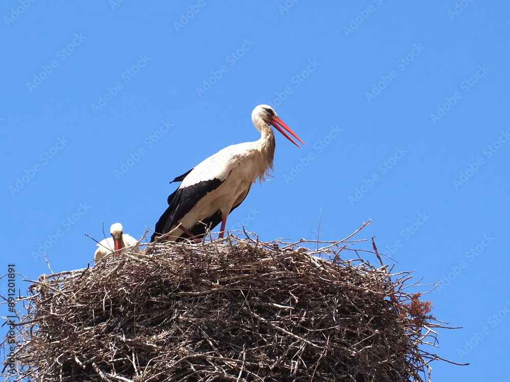 Fototapeta premium Ciconia White Stork bird in the family nest