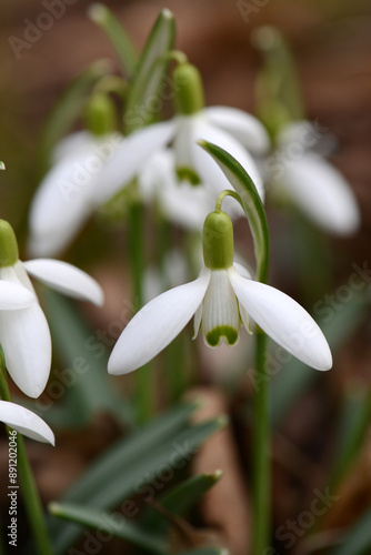 Schneeglöckchen, Galanthus nivalis L photo