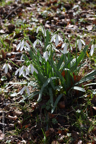 Schneeglöckchen, Galanthus nivalis L. photo