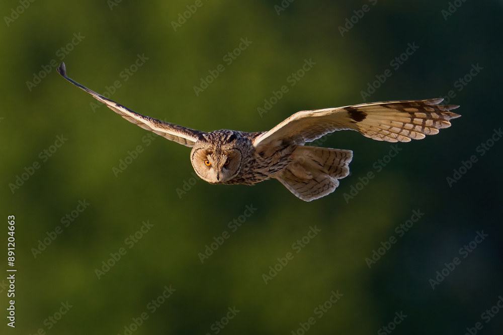 Obraz premium Long-eared owl (Asio otus)