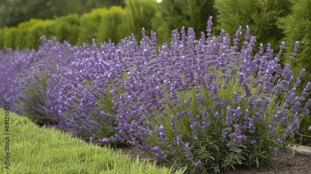 Obraz premium Lavender bushes in a row bloom