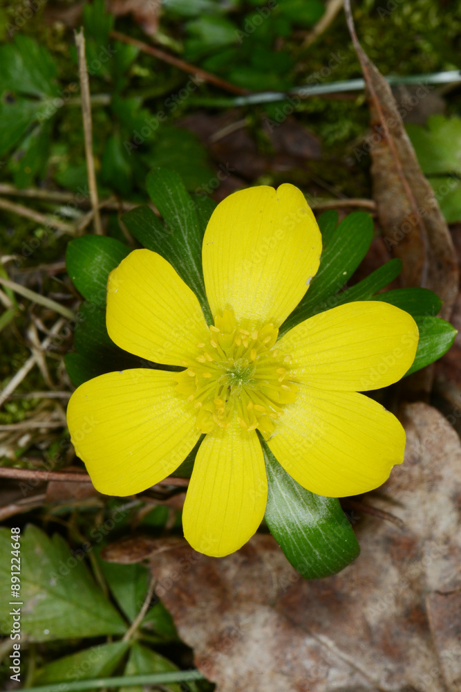 Fototapeta premium Winterling, Eranthis hyemalis