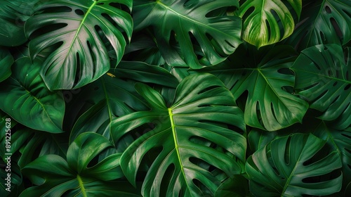 Tropical Lush Greenery