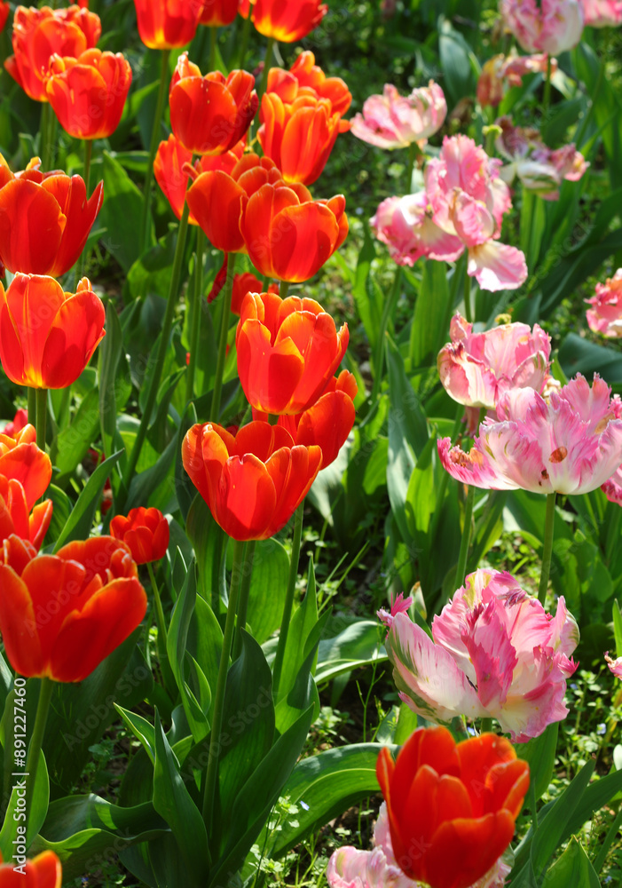 Fototapeta premium spring flower bed in full bloom with tulips and no people