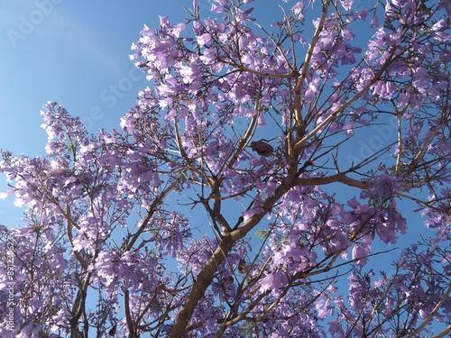 purple blooming Palisander or Jacaranda mimosifolia tree with fruits
