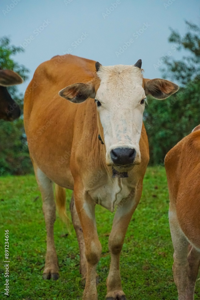 A cow is standing in a grassy field with its head held high A cow is standing in a grassy field with its head held high