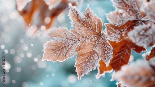 Frost-covered leaves with a snowy background