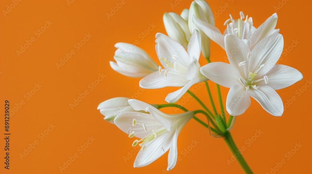 Fototapeta premium Macro photograph of white ornithogalum flowers on orange background