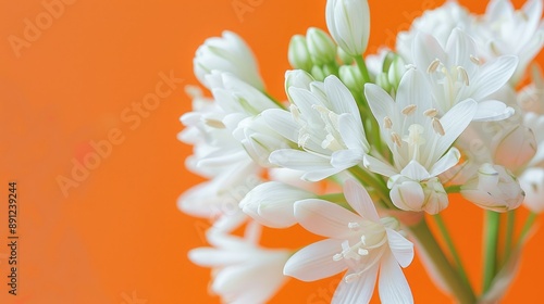 Macro photograph of white ornithogalum flowers on orange background photo