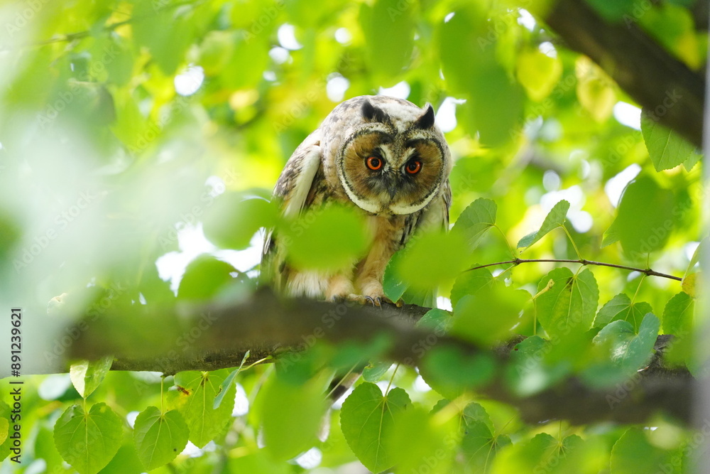 トラフズクが枝に止まっています トラフズクが枝に止まっています