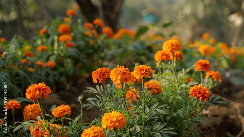 Wallpaper Mural Marigolds in garden background Torontodigital.ca