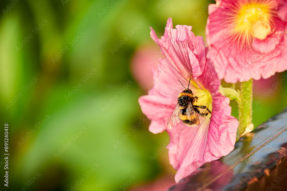 A bumblebee collects nectar and pollen from summer flowers A bumblebee collects nectar and pollen from summer flowers