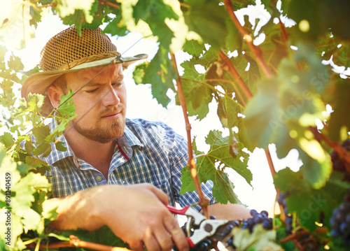 Vineyard, farm and man cutting grapes for winemaking production for sustainable small business. Agriculture, nature and male vintner with gardening scissor for organic fruit in outdoor environment.