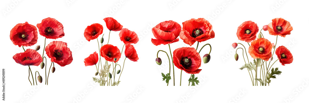 Obraz premium Red Poppy Flowers in Full Bloom Set on Isolated Background, Floral and Natural Botanical Design