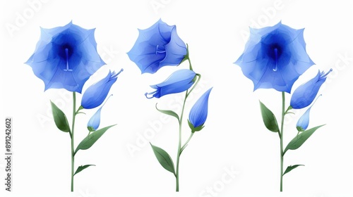 Delicate blue bellflower illustrations in vibrant watercolor. Perfect handdrawn harebell clip art for floral designs. photo