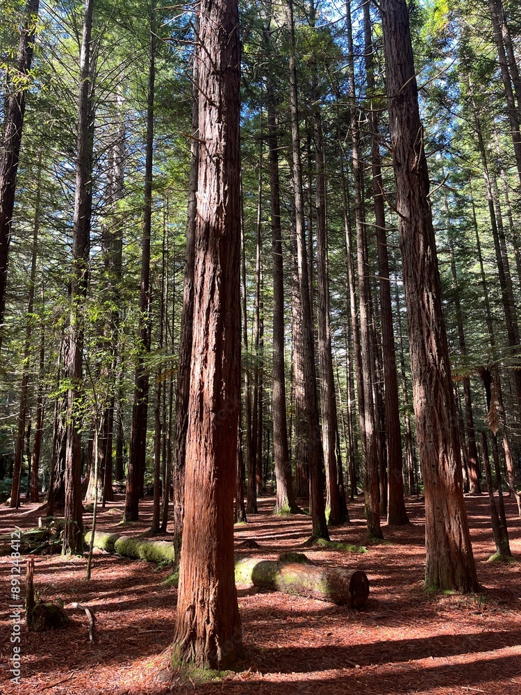 The Redwoods Whakarewarewa Forest, Rotorua, North Island of New Zealand The Redwoods Whakarewarewa Forest, Rotorua, North Island of New Zealand