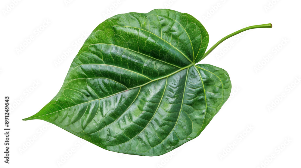 Obraz premium green betel leaf isolated on transparent background,png