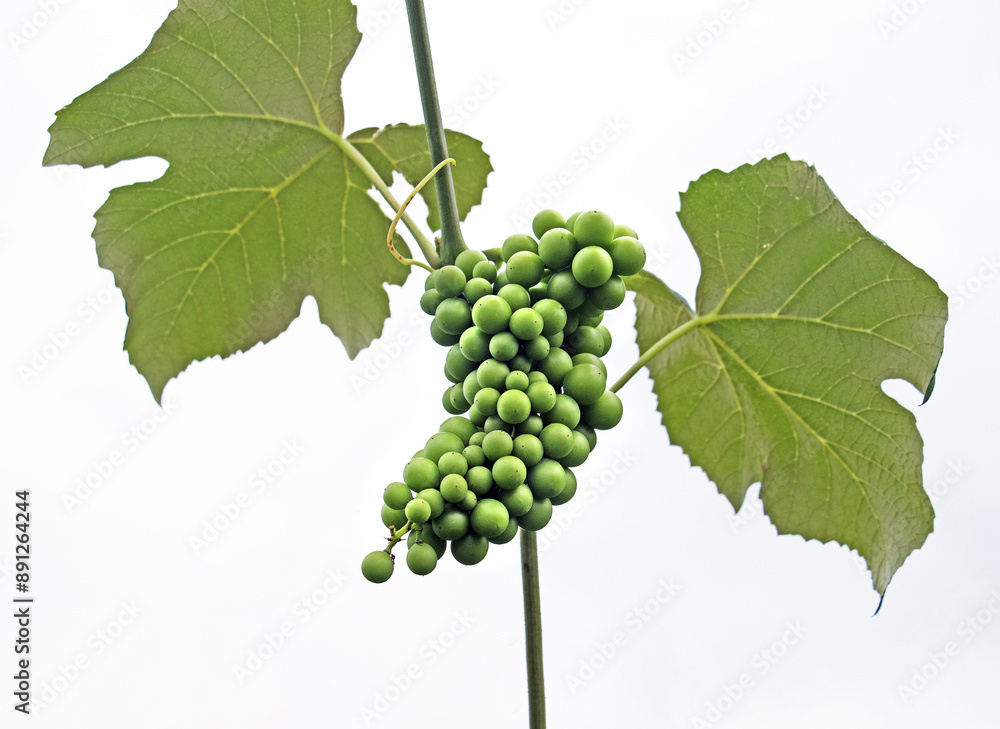 Low angle and summer view of young green grape fruits with stem and ...