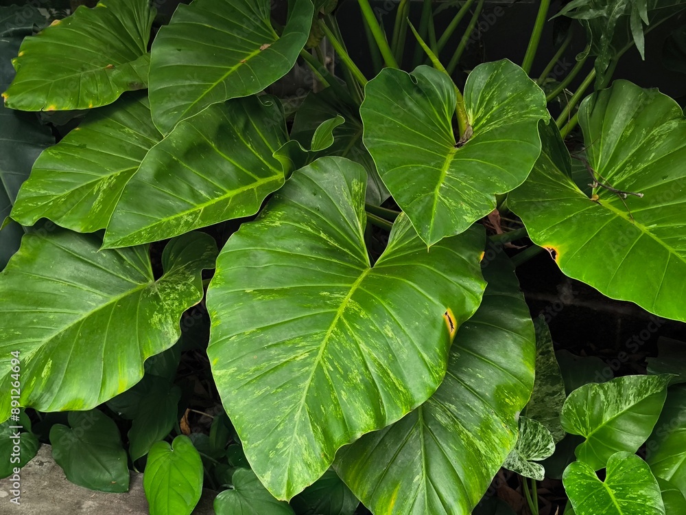 Huge Green Elephant Ear Leaf Plant Green Ecology Photo Background in the garden Huge Green Elephant Ear Leaf Plant Green Ecology Photo Background in the garden