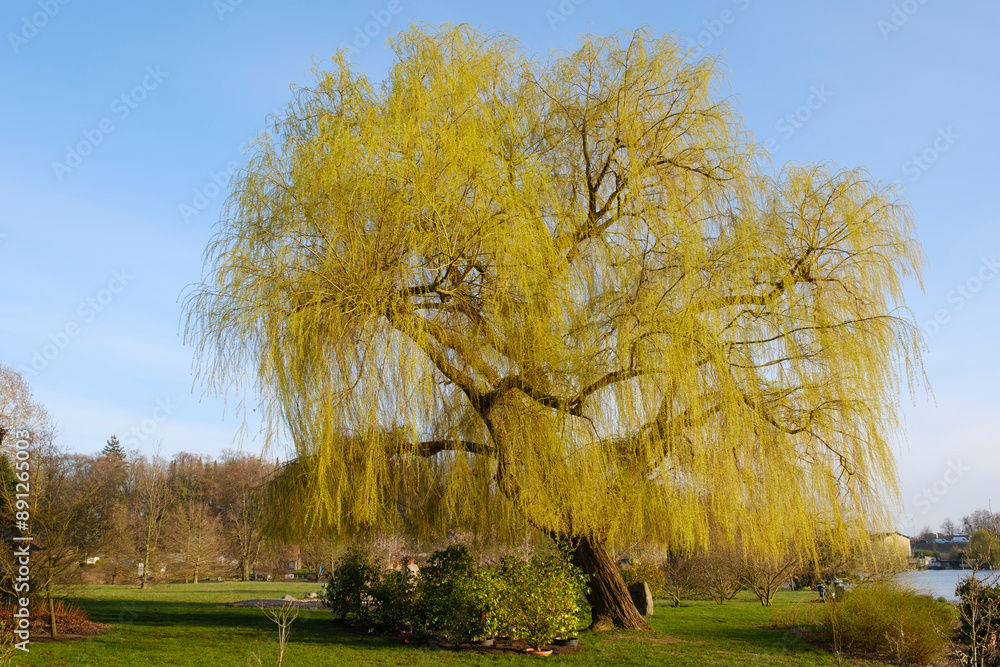 Obraz premium Weide (Salix), Mecklenburgische Seenplatte, Mecklenburg, Mecklenburg-Vorpommern, Deutschland, Europa