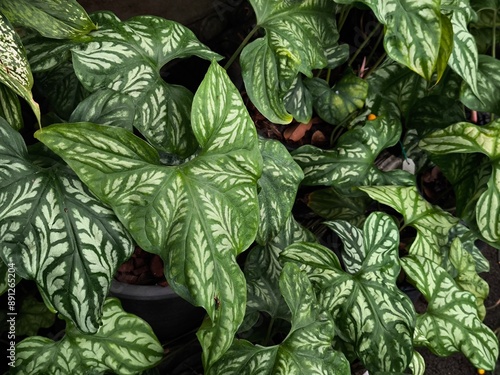 Cercestis Mirabilis patterned leaves housplant, Climbing Aroid (Cercestis mirabilis) from Africa growing as an ornamental plant for indoor garden photo