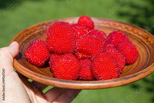 Hawaiian raspberry. Rubus illecebrosus. 
A woman holds a plate with fresh and ripe red balloon berries. Selective focus. photo