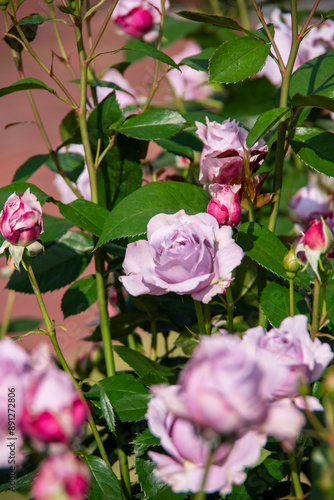 Wallpaper Mural バラ Torontodigital.ca