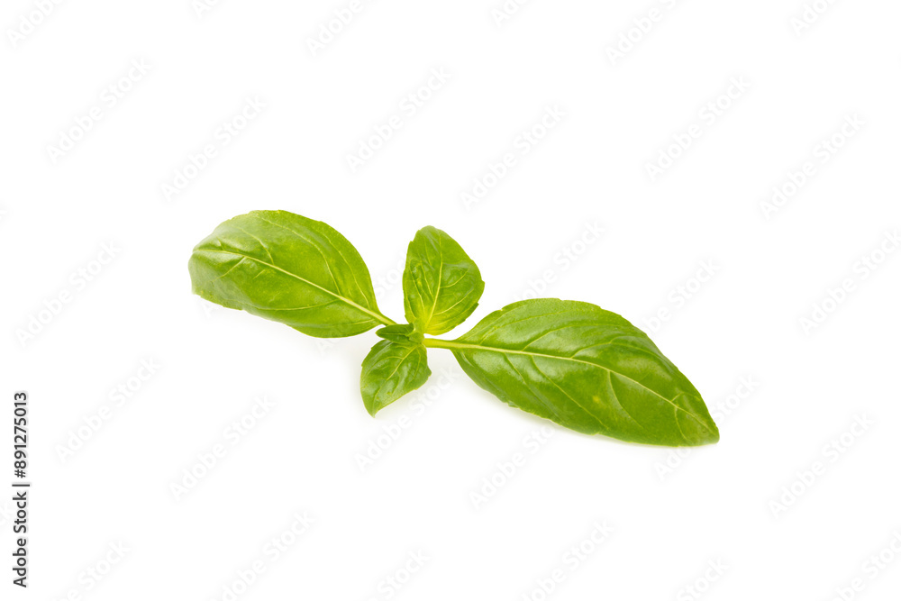 Basil isolated on white background. Fresh organic basil leaves isolated on white background. Spices. Vegan. Basil isolated on white background. Fresh organic basil leaves isolated on white background. Spices. Vegan.
