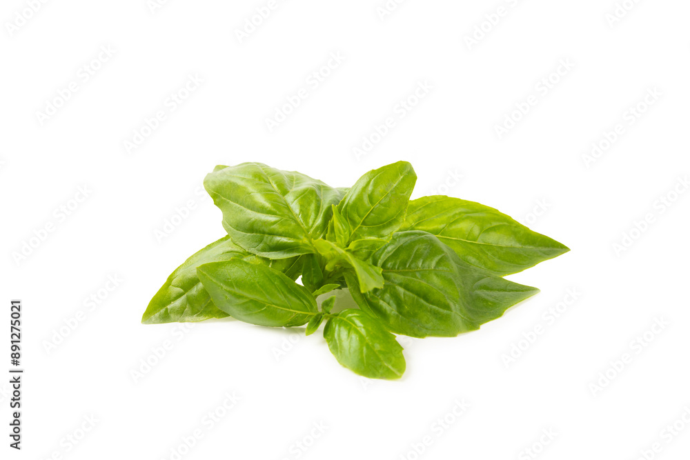 Basil isolated on white background. Fresh organic basil leaves isolated on white background. Spices. Vegan. Basil isolated on white background. Fresh organic basil leaves isolated on white background. Spices. Vegan.