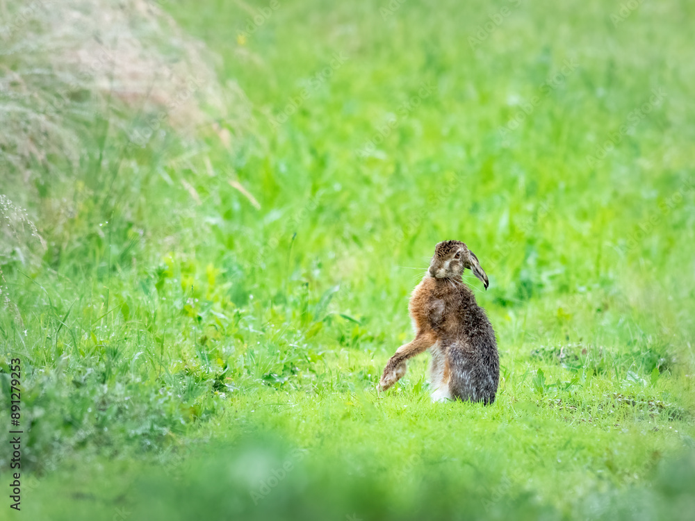Fototapeta premium Brown hare sitting in the wet meadow, spring, (lepus capensis)
