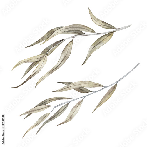 Willow branch with leaves of autumn color. Hand drawn watercolor illustration of osier