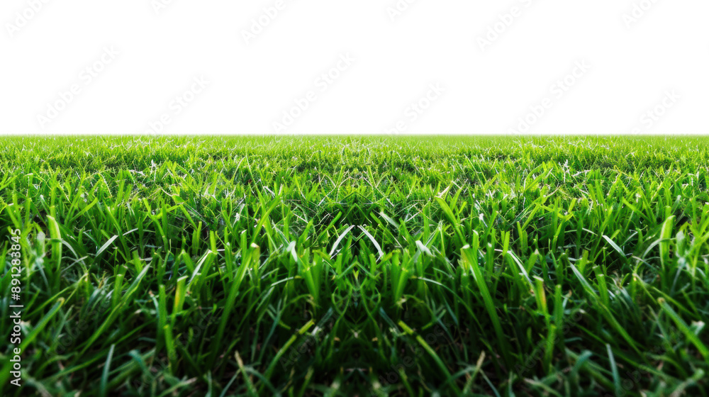 Fototapeta premium Green grass field