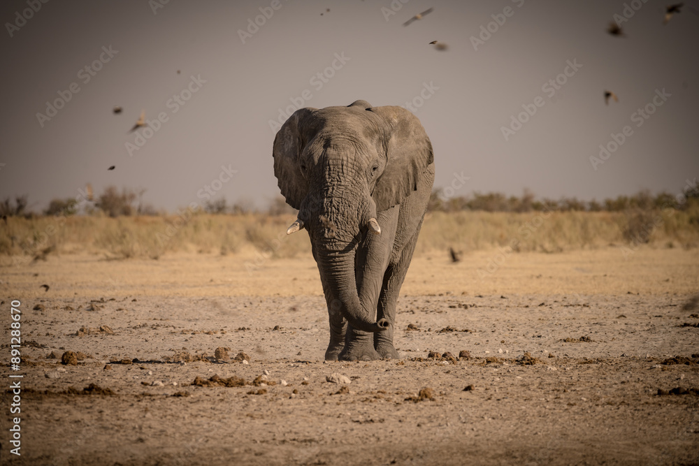 Obraz premium Elephant in Etosha Park, Namibia