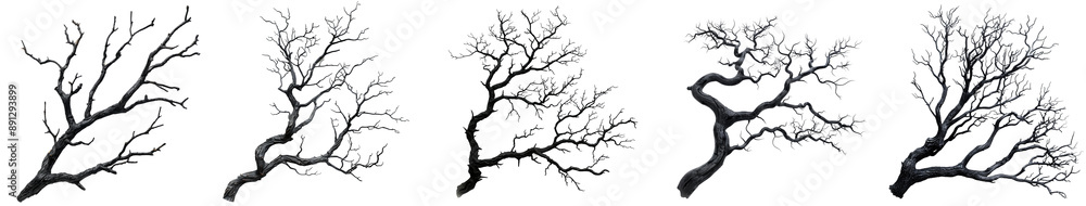 Dark twisted tree branches with intricate details eerie nature transparent background Dark twisted tree branches with intricate details eerie nature transparent background