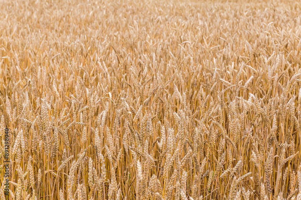 Unripe yellow wheat on field, close-up in selective focus Unripe yellow wheat on field, close-up in selective focus