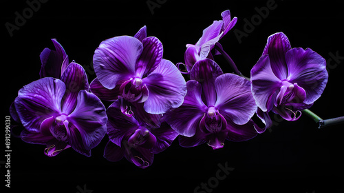 Fototapeta Naklejka Na Ścianę i Meble -  purple iris flower