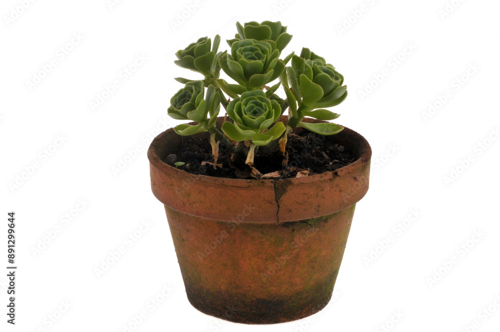Aéonium en arbre dans un pot en gros plan sur fond blanc Aéonium en arbre dans un pot en gros plan sur fond blanc