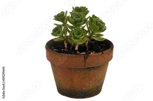 Aéonium en arbre dans un pot en gros plan sur fond blanc