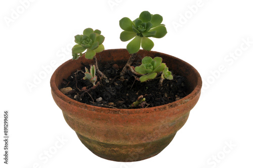 Aéonium canariense dans un pot en gros plan sur fond blanc