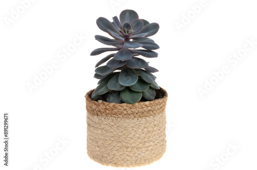 Echeveria laui dans un pot en gros plan sur fond blanc