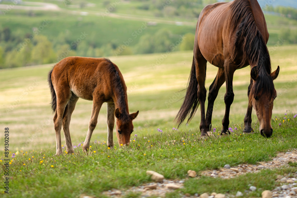 Foal and mother grazing on grassy hillside in rural area Foal and mother grazing on grassy hillside in rural area