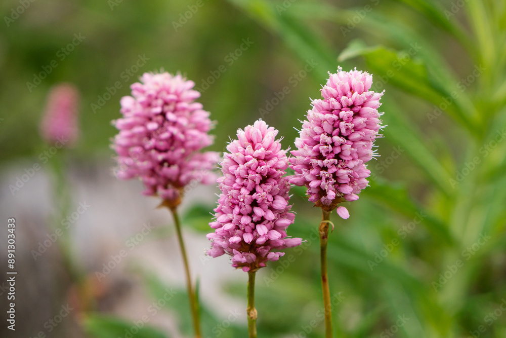Close-up pink wildflowers in natural setting. Close-up pink wildflowers in natural setting.