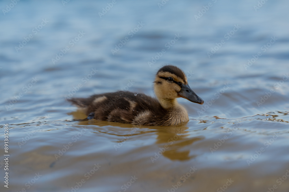 Small swimming duckling baby in the water with fur close up Small swimming duckling baby in the water with fur close up