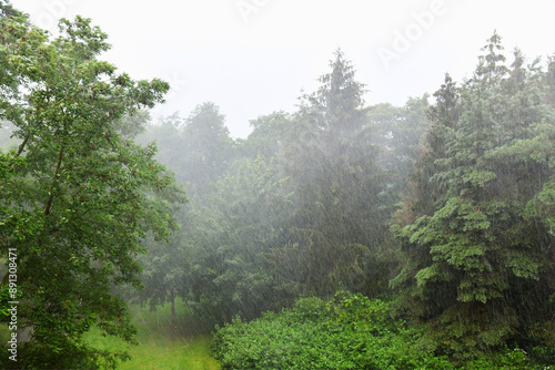 Photography Heavy rain against the background of a pine forest in summer.