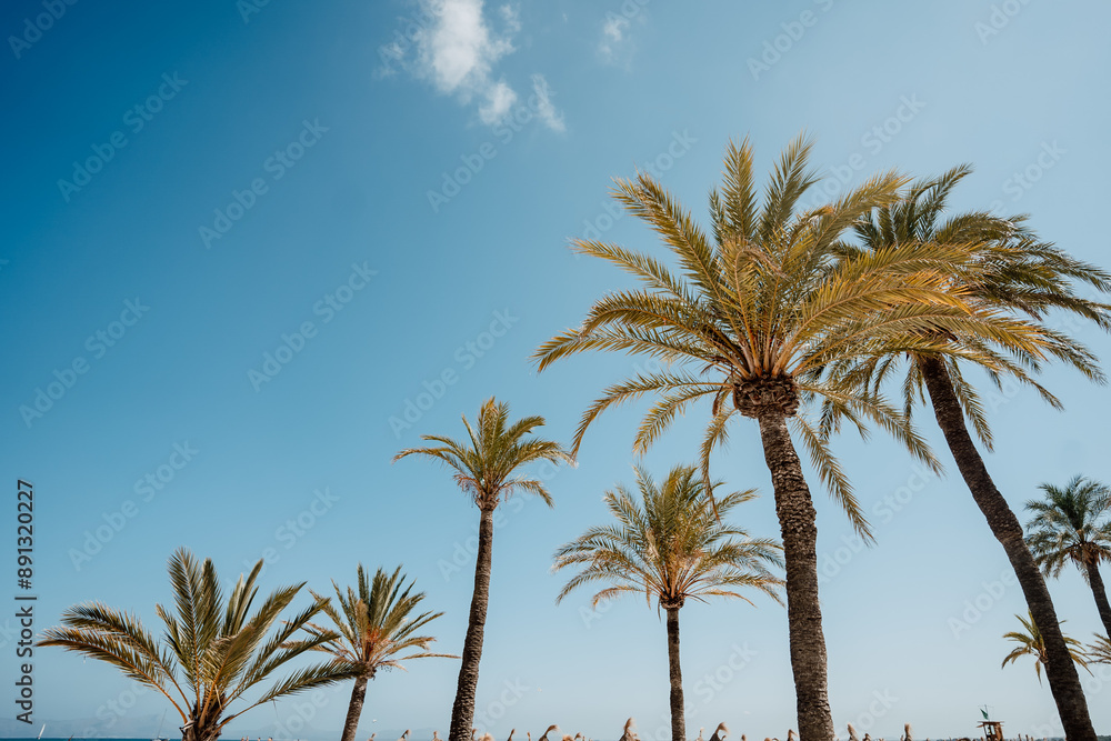 palm trees against blue sky palm trees against blue sky
