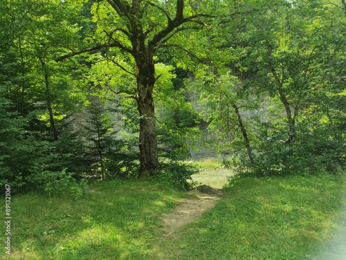 path in the forest