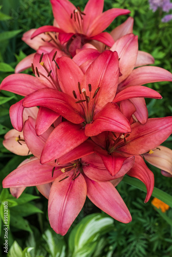  pink lilies in the garden