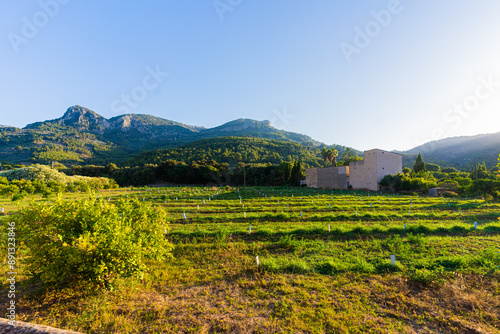 vineyard in region country