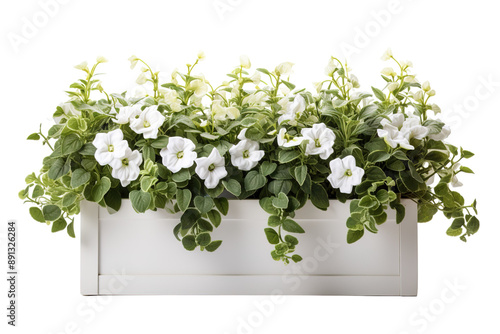 A Tranquil Window Box Overflowing With Delicate White Petunias on a Clear PNG or White Background.