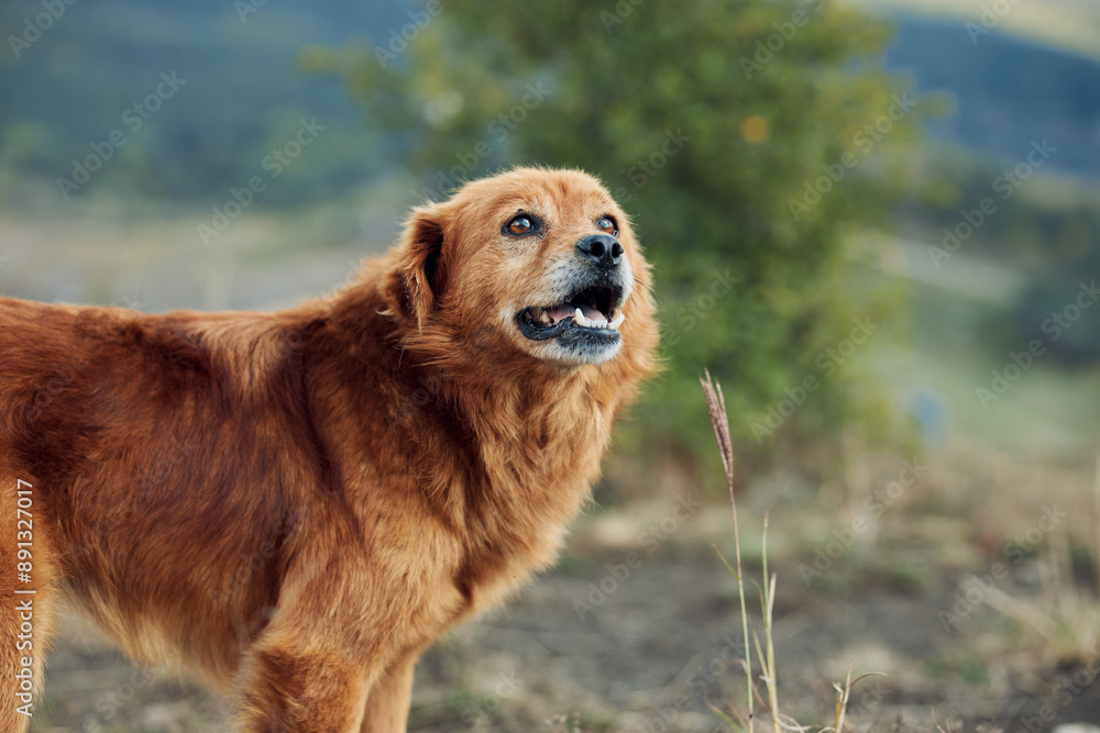 Obraz premium Scenic Mountain View with Golden Retriever Standing on Grassy Field in Nature Landscape Travel Adventure